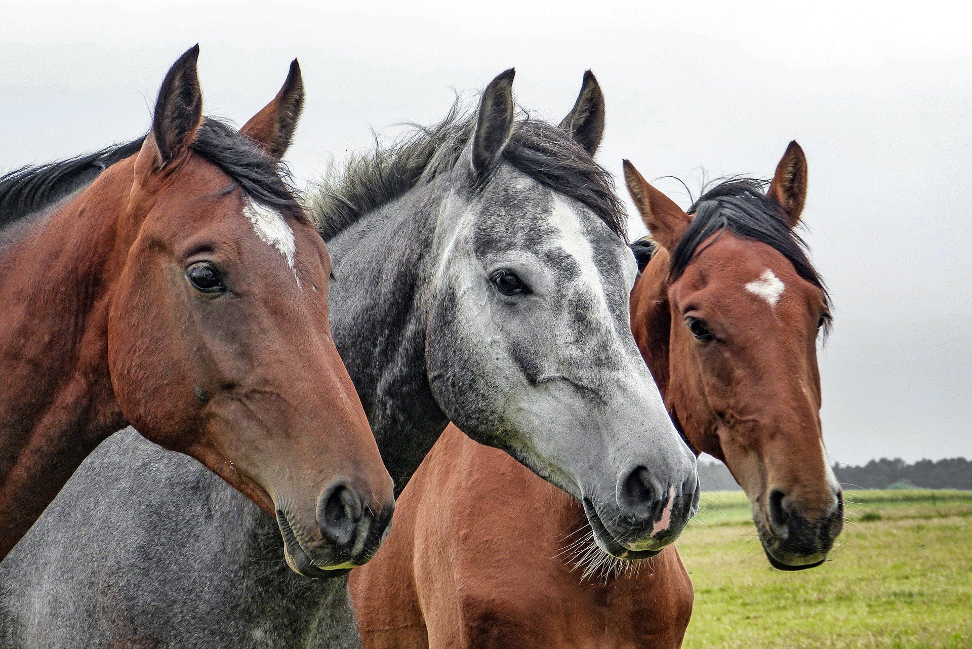 Zatwierdzenie świadectwa na eksport koni do Bośn